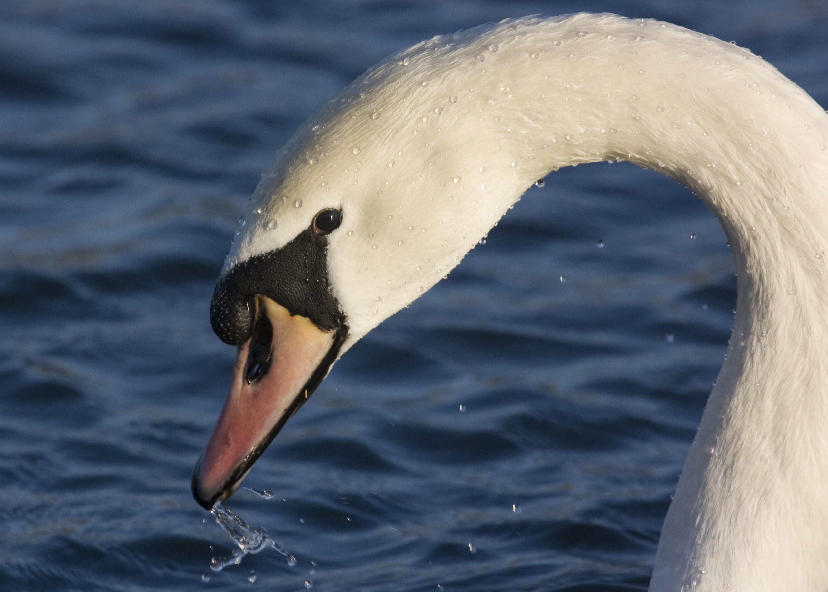 Mute Swan