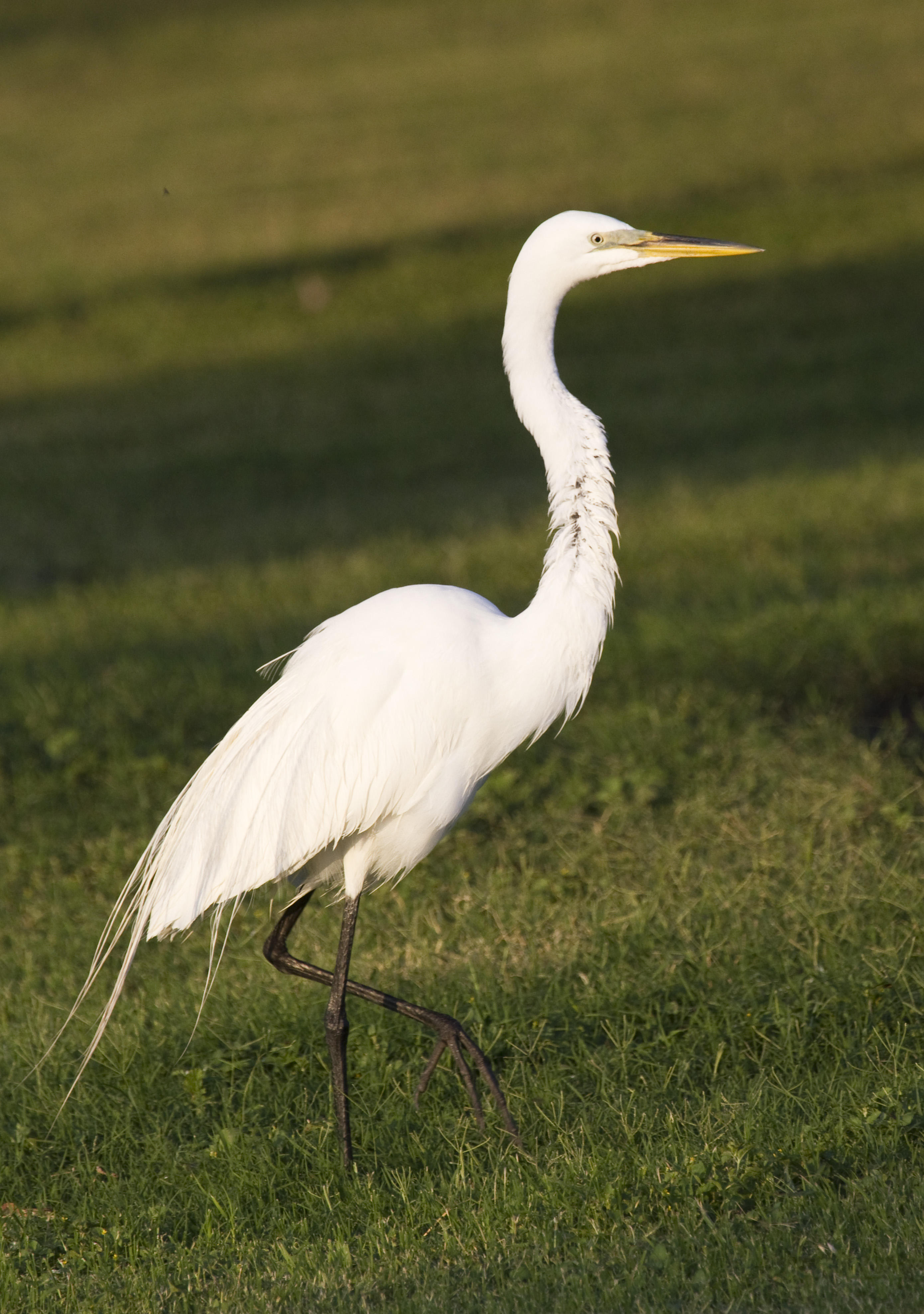 Great Egret