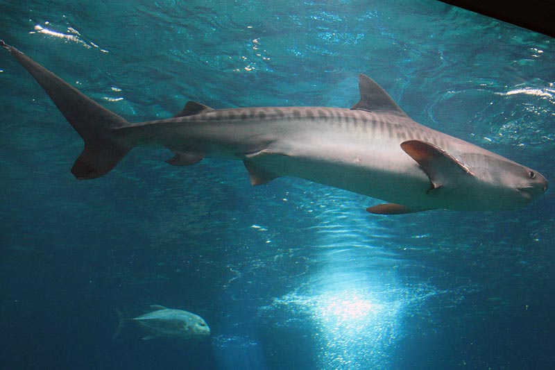 Tiger Shark