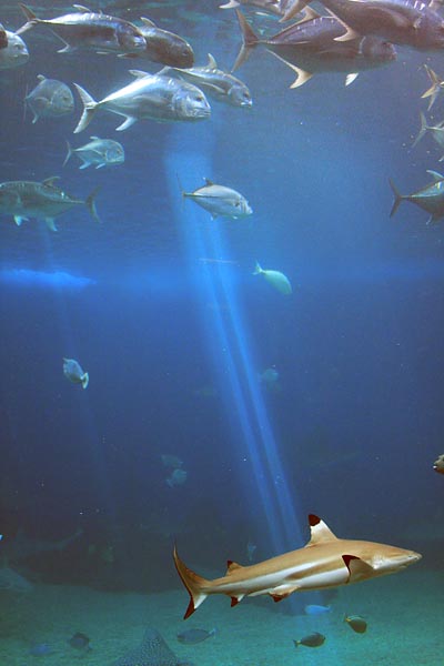 Black Tipped Shark