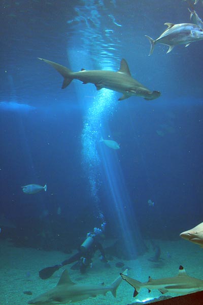 Hammerhead Shark