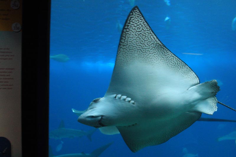 Ray