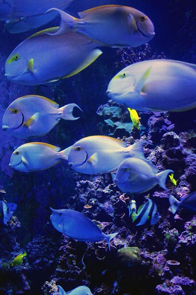 Aquarium fish