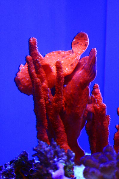 Frog Fish