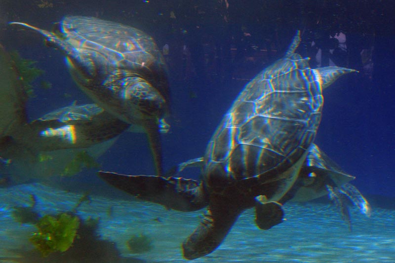 Sea Turtles