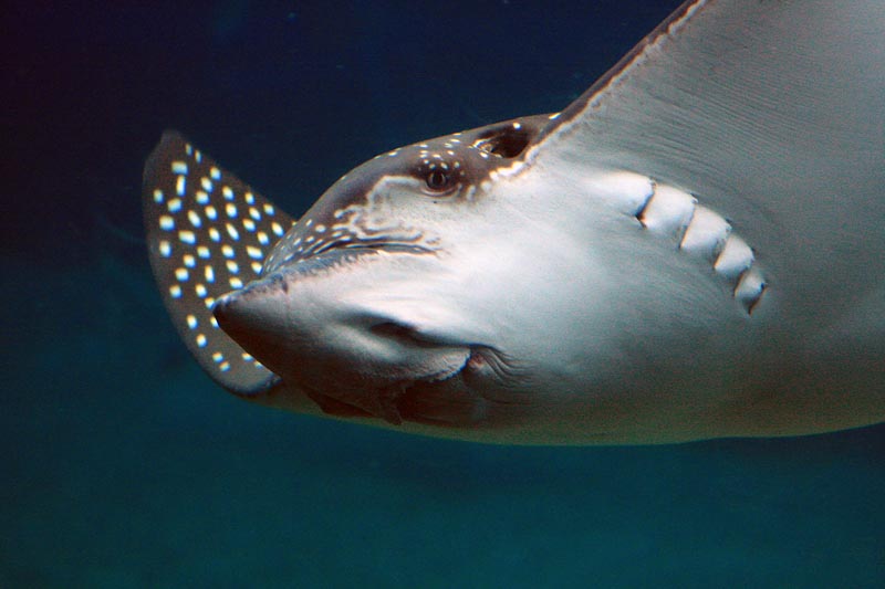 Ray II