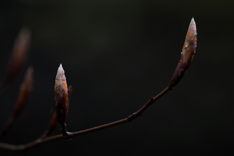 Birth awaiting
