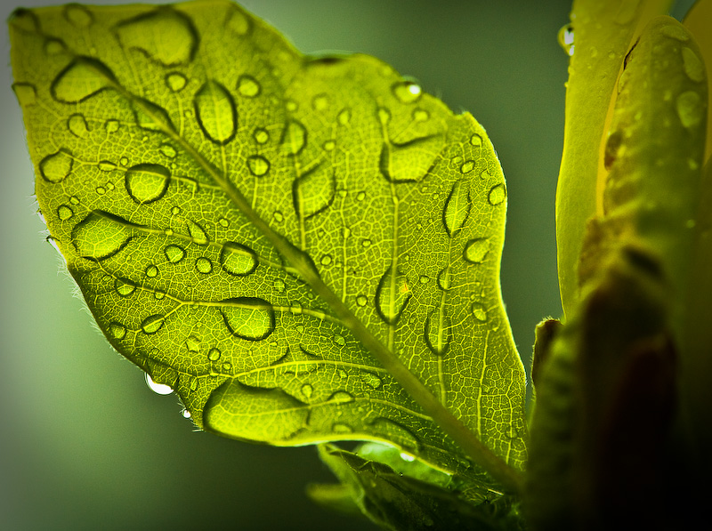 Spring foretold