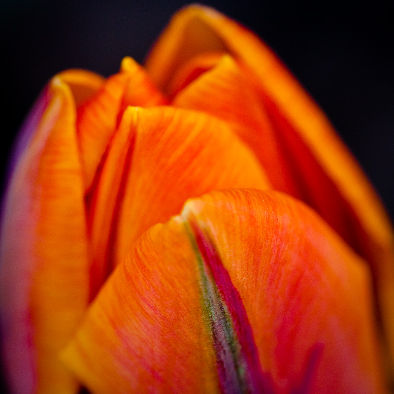 Petal strokes