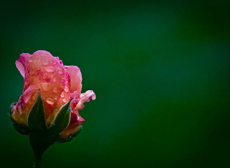 Lonely in the rain