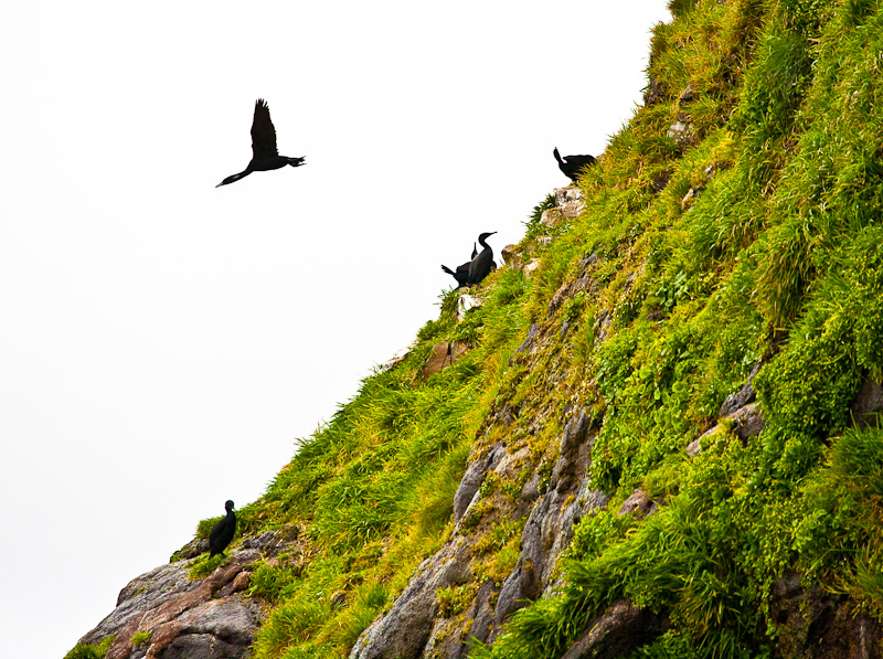 Cliff diver - Oregon Coast