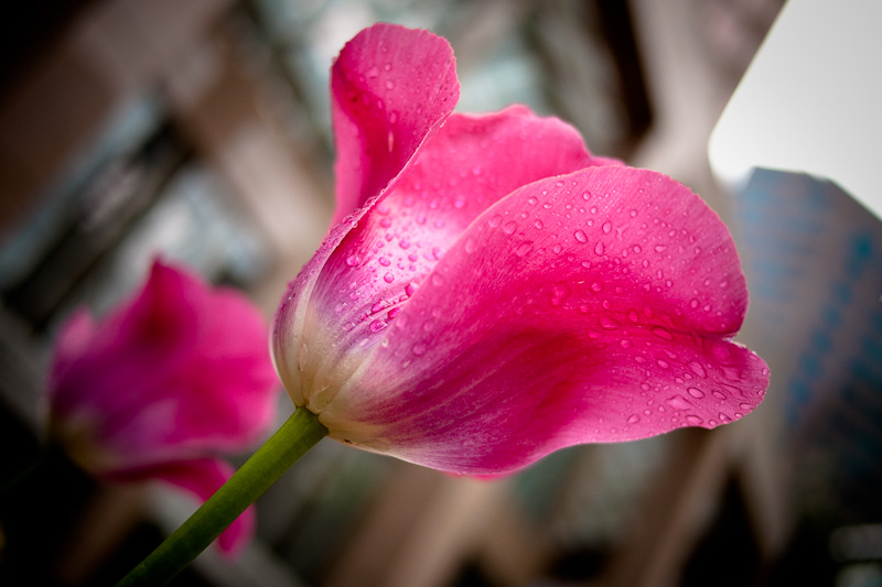 Downtown tulip (Vancouver)