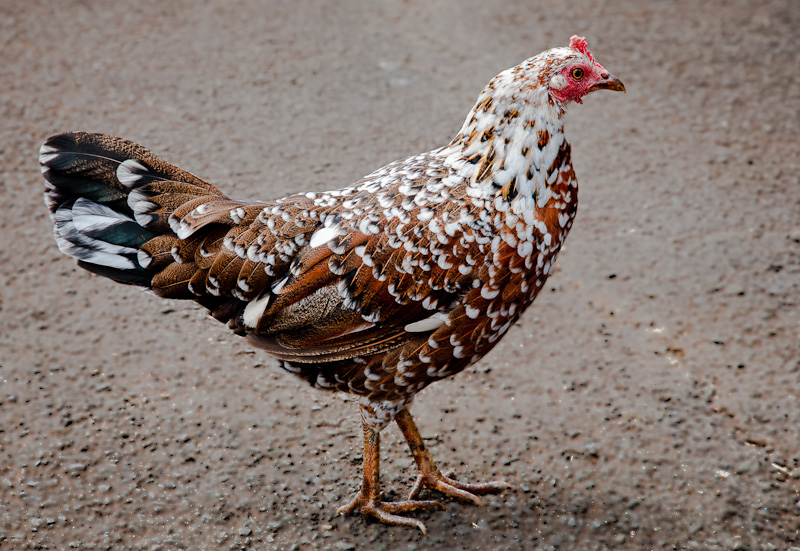 Feral chicken, Kauai, Hawaii