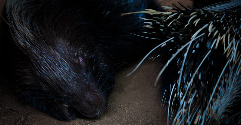 Porcupines