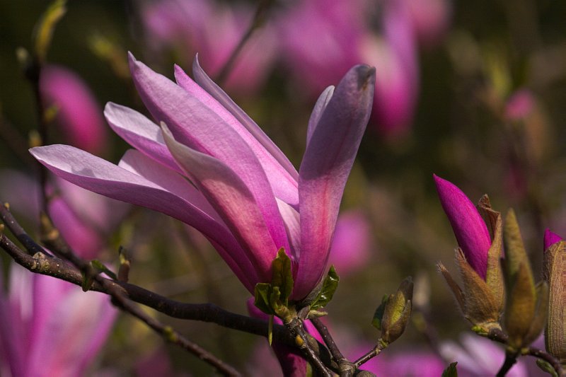 Sun petals