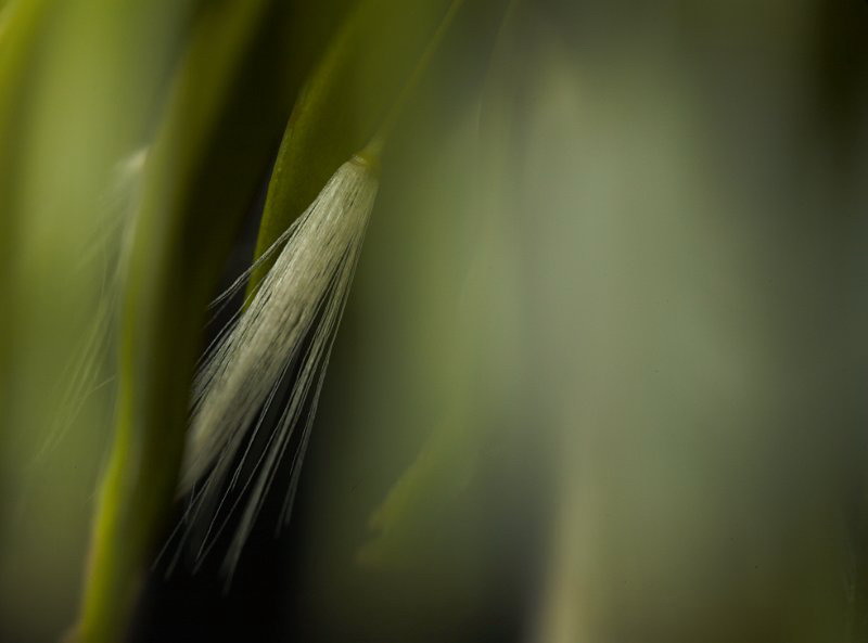 Delicate brush