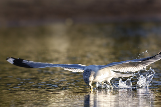 Common Gull (Larus canus)