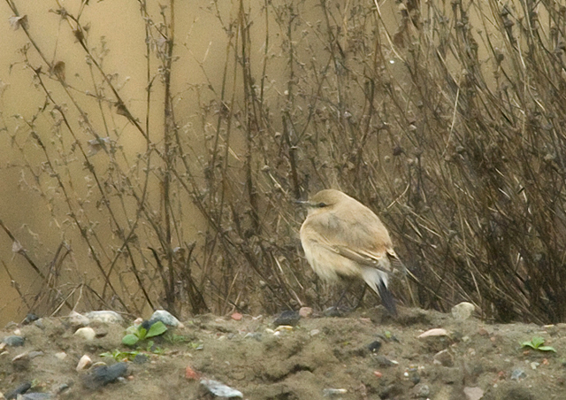 Isabelline Wheatear (Isabellastenskvtta)