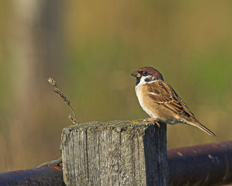 Eurasian Tree Sparrow (Pilfink)