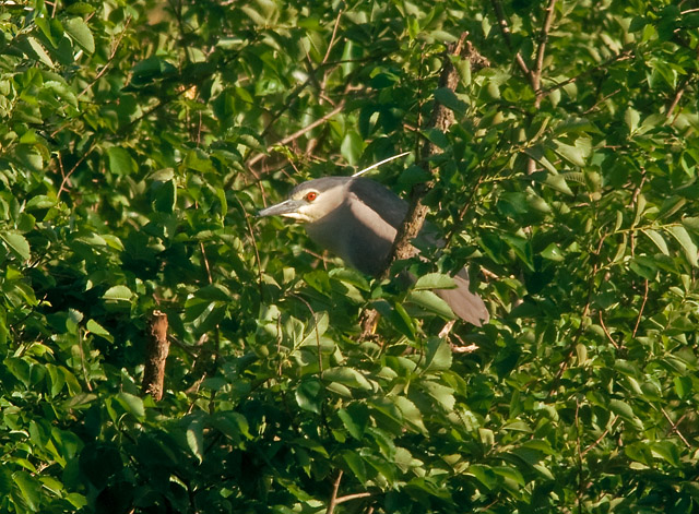 Night Heron