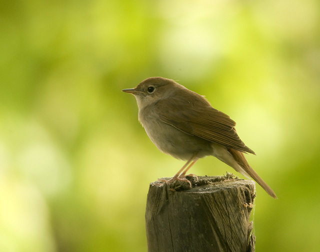 Common Nightingale
