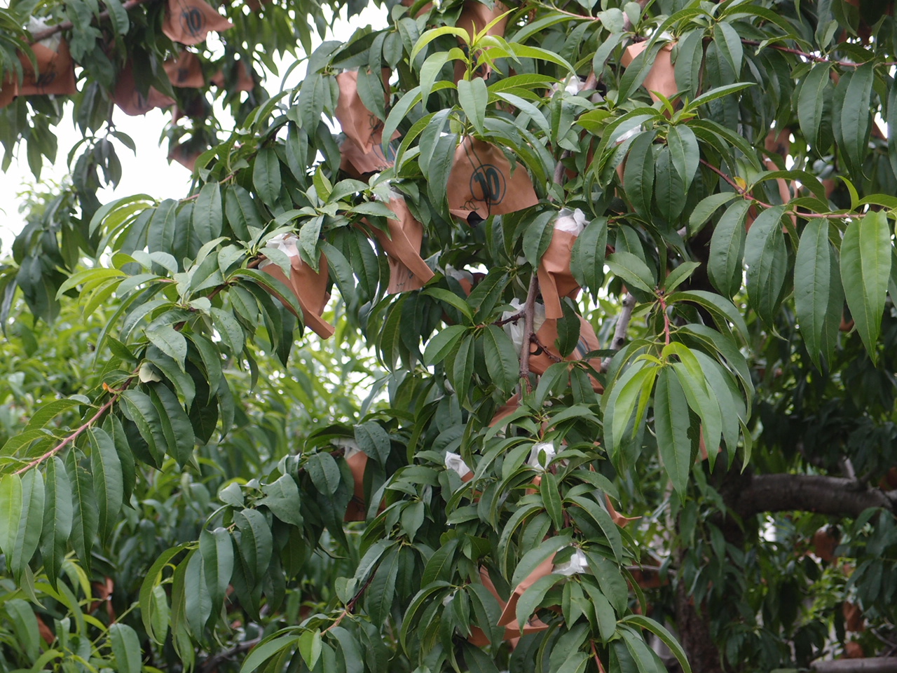 peaches in paper bags