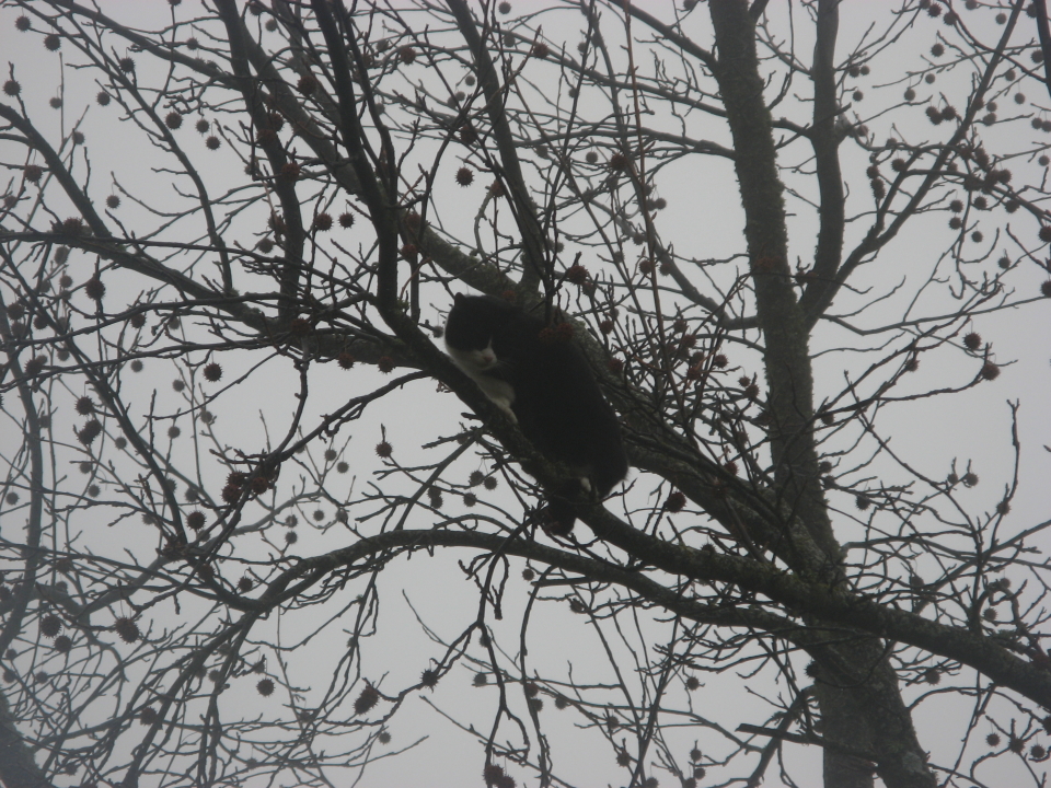 and Sophie stuck in a tree for 2 nights