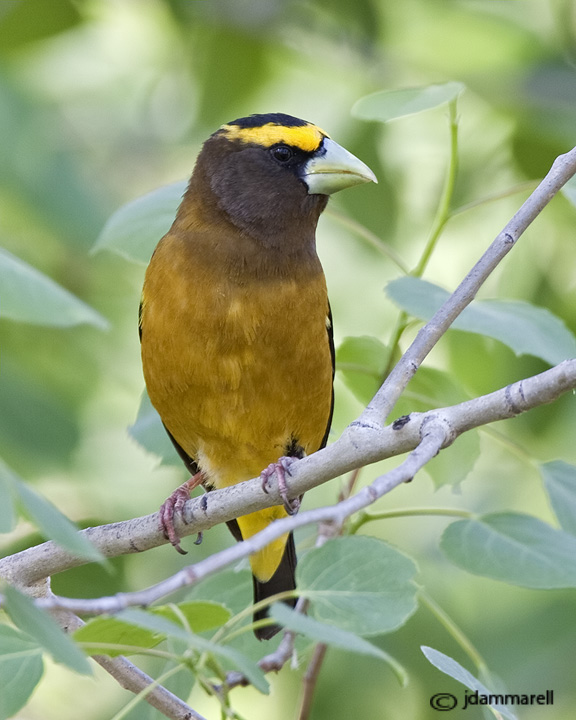Evening Grosbeak