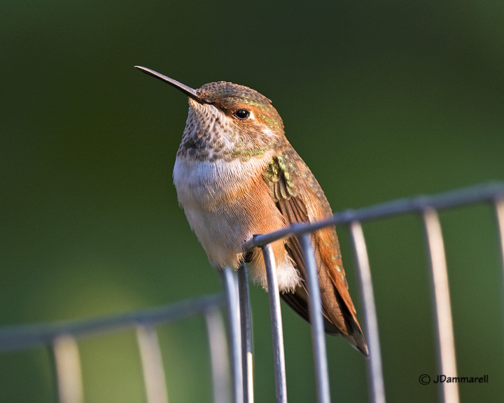 Rufous Hummingbird