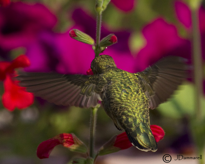 Calliope Hummingbird