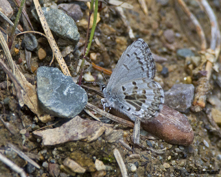 Spring Azure Celestrina lucia