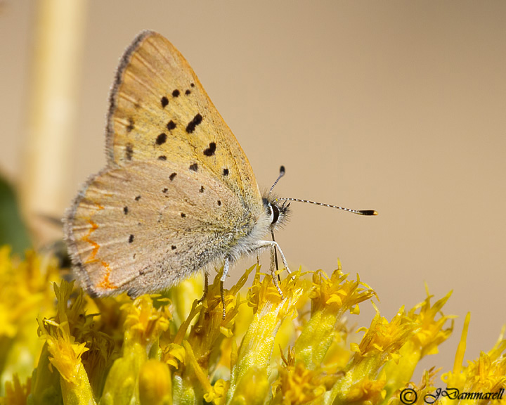 Purplish Copper lycaena helloides