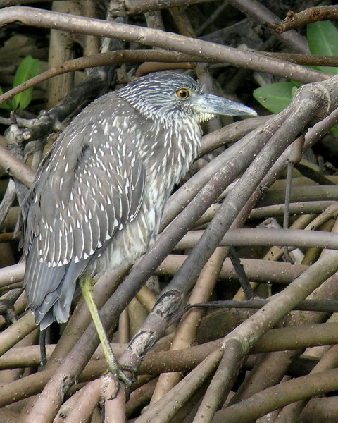 Black-crowned Night-Heron, immature