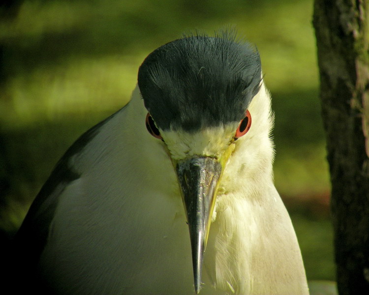 Beady Eyes Black-crowned Night-Heron