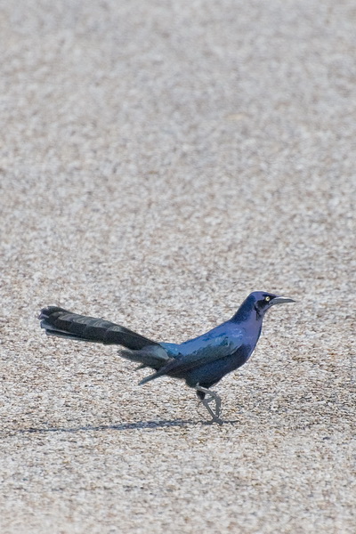 Male Great-tailed Grackle