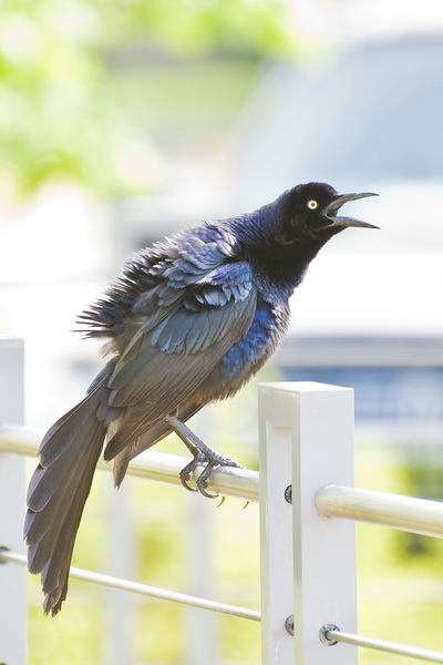 Male Great-tailed Grackle