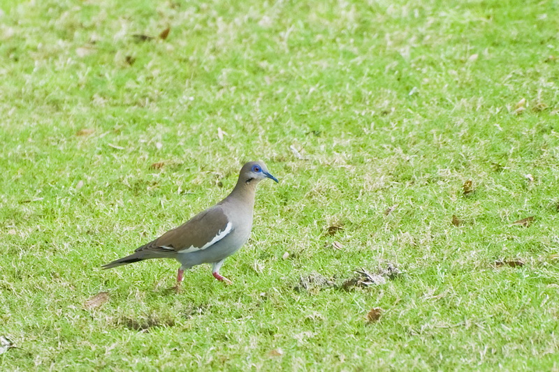 White-winged Dove