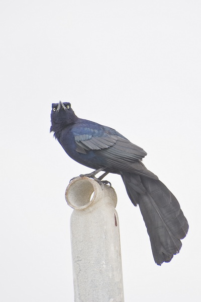 Male Great-tailed Grackle