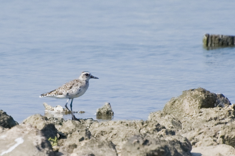 Black-bellied Plover