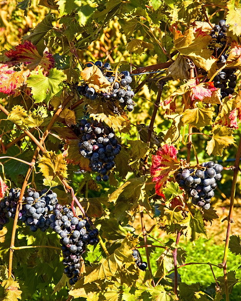 Cave Ridge Vineyard and Winery -- Grapes after the Harvest