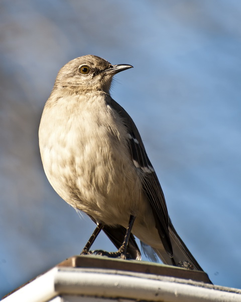 Northern Mockingbird