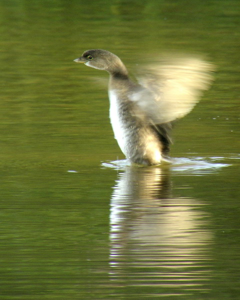 Pied-billed Grebe