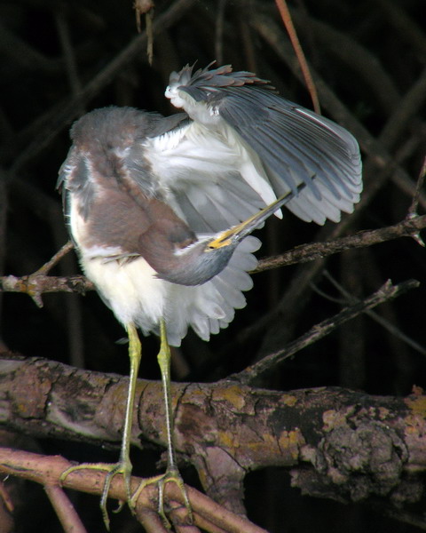Tricolored Heron