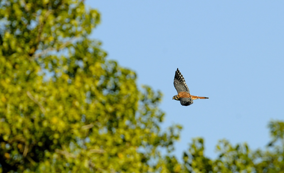 Male Kestrel Flight