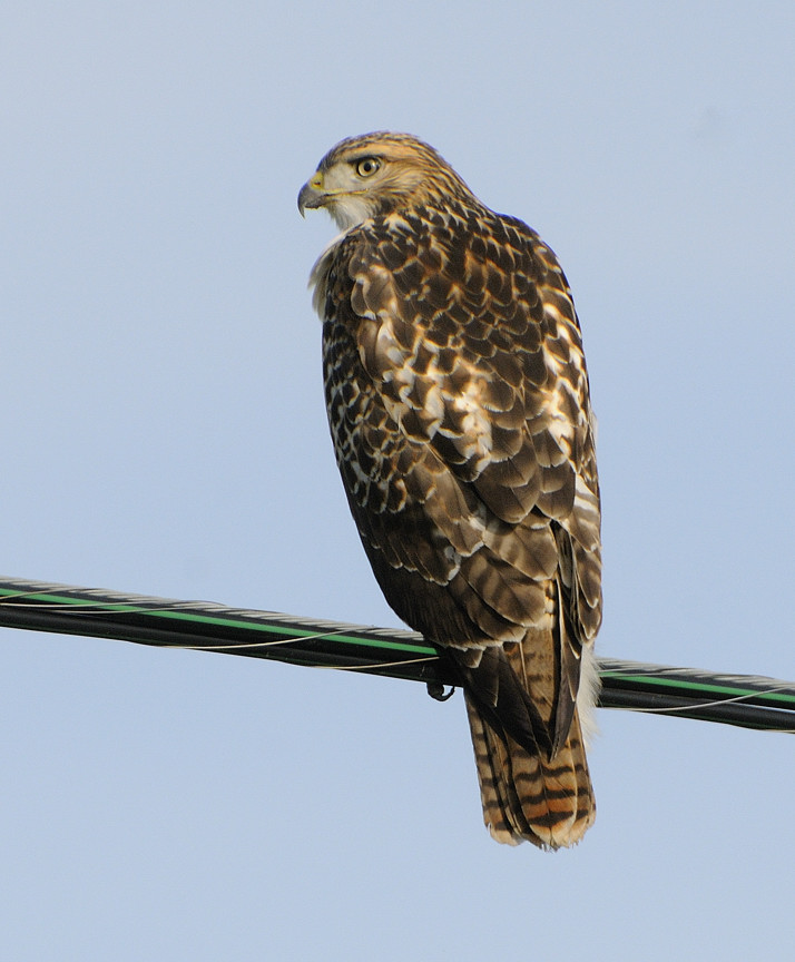 Friendly Redtail Hawk