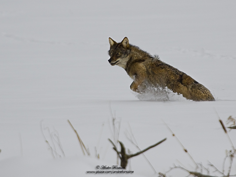 Coyote IMG_9415-800.jpg