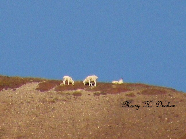 Dall sheep on the top of mountain