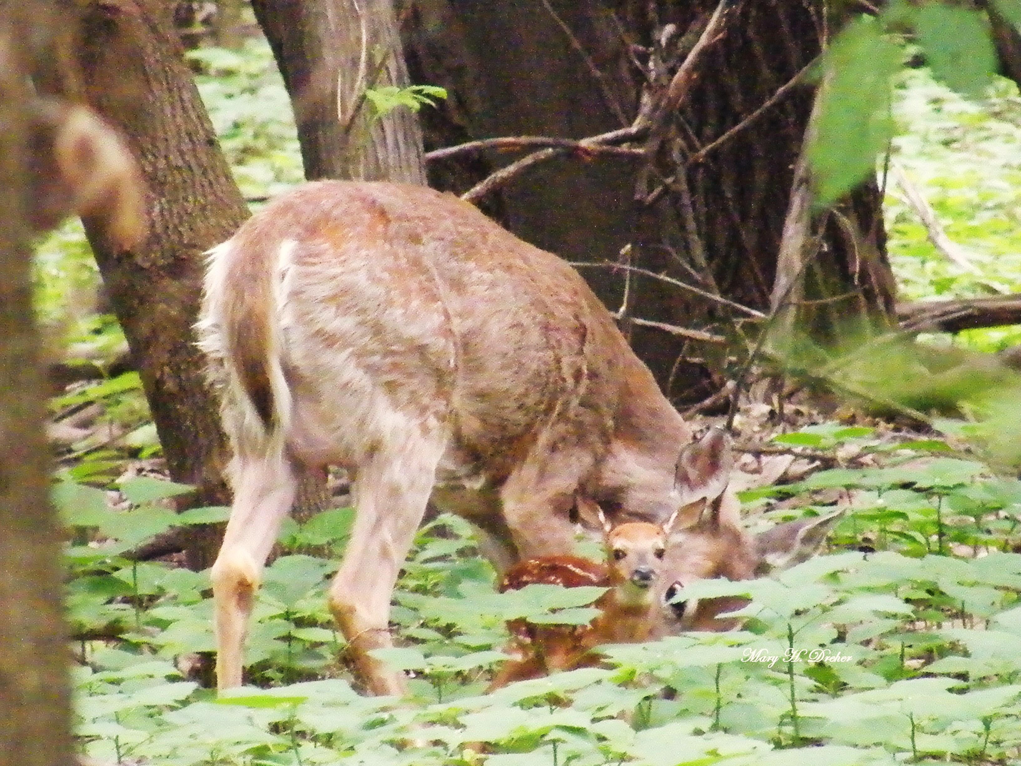 Beggar Doe and newborn 05/26/09