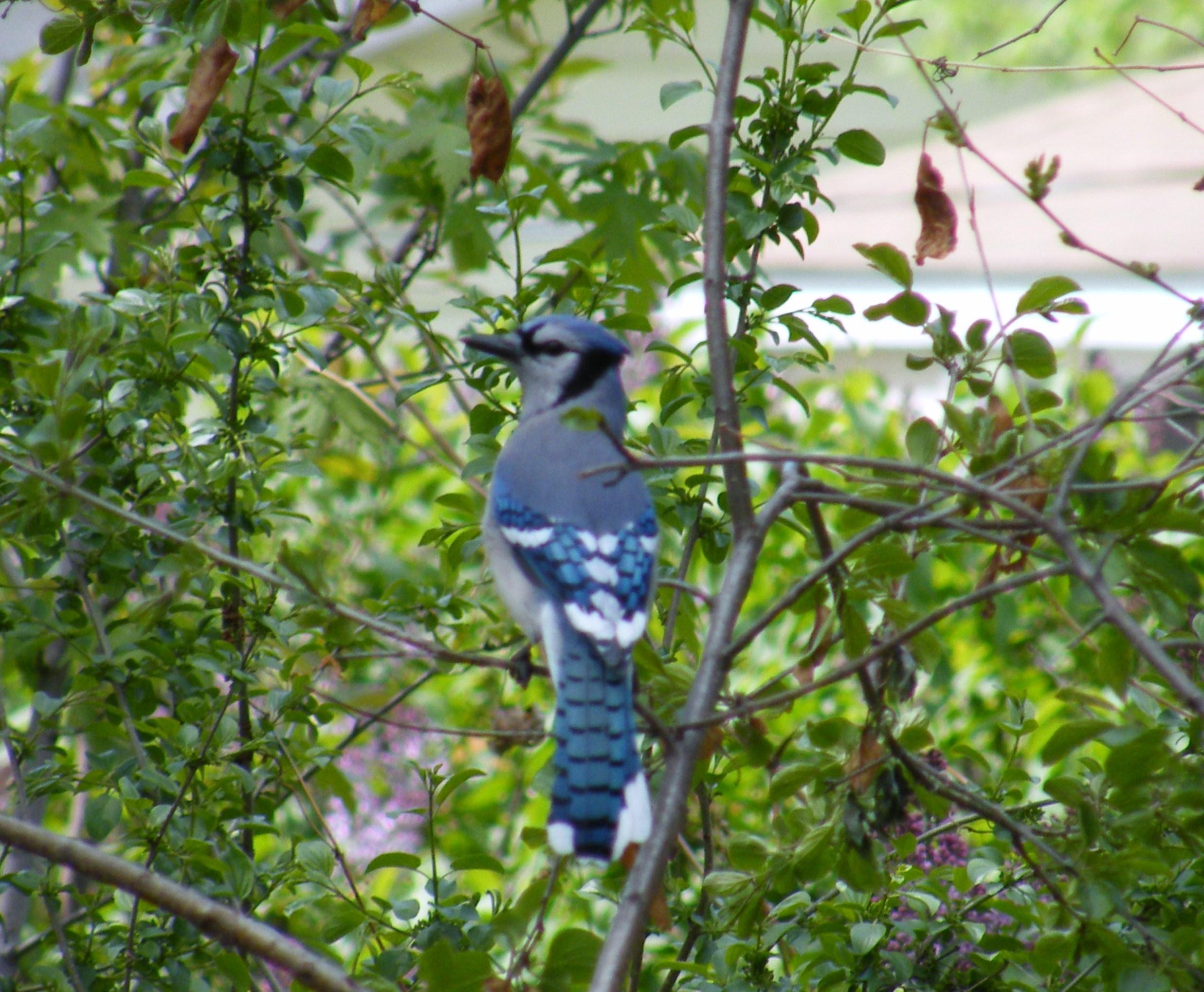 Blue Jay