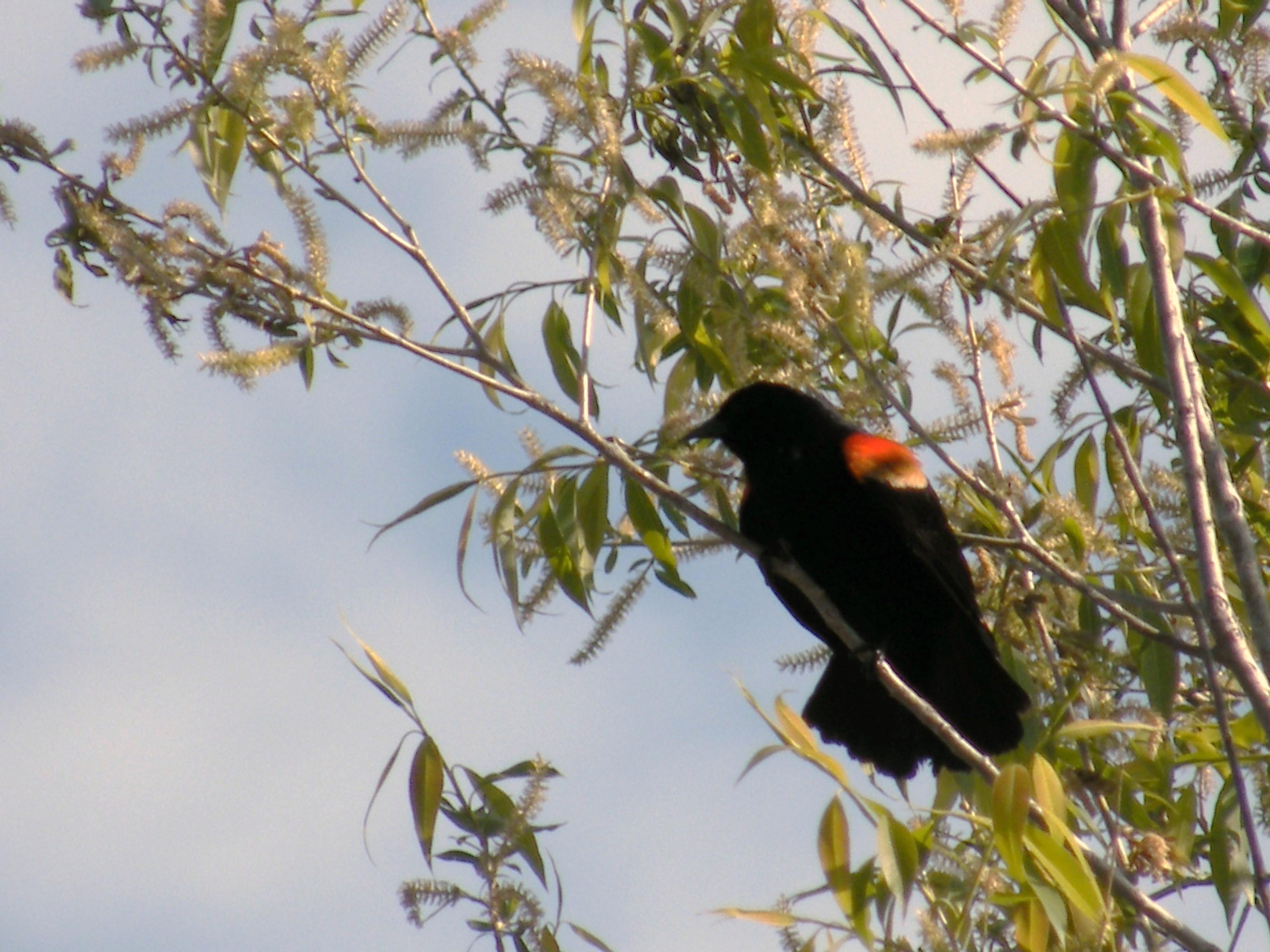 Red Winged Blackbird